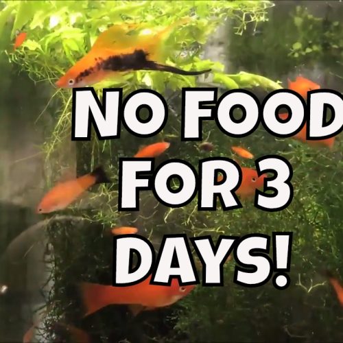 How long can betta fish go without food?